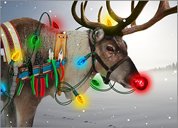 card from category
